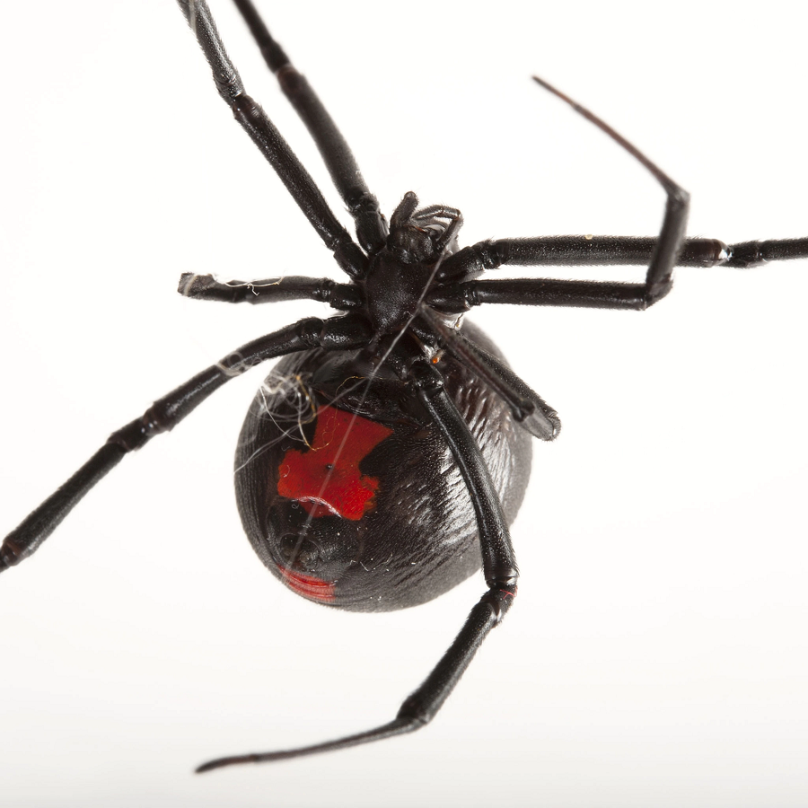 1. Nhện góa phụ đen (Black Widow): Nhện góa phụ đen là một trong những loài nhện nổi tiếng và đáng sợ nhất thế giới. Chúng có màu đen bóng với dấu đỏ hình đồng hồ cát trên bụng. Nọc độc của nhện góa phụ đen có chứa latrotoxin, gây ra các triệu chứng như đau cơ, buồn nôn, khó thở và co giật. Dù hiếm khi gây tử vong, vết cắn của nhện góa phụ đen vẫn đòi hỏi sự can thiệp y tế ngay lập tức. (Ảnh: National Geographic)