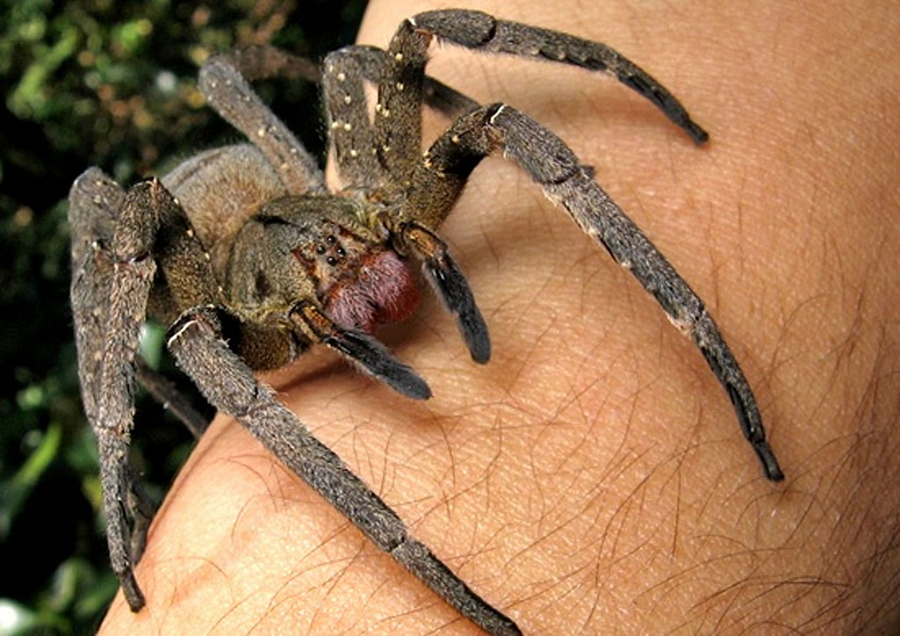 3. Nhện lang thang Brazil (Brazilian Wandering Spider): Nhện lang thang Brazil được biết đến là một trong những loài nhện nguy hiểm nhất thế giới. Chúng có kích thước lớn và thường được tìm thấy trong các khu rừng nhiệt đới của Nam Mỹ. (Ảnh: The Independent)