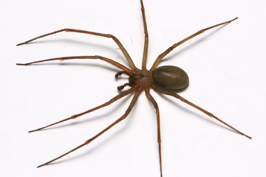 4. Nhện nâu ẩn dật (Brown Recluse Spider): Nhện nâu ẩn dật thường được tìm thấy ở Mỹ, có nọc độc gây hoại tử mô. Vết cắn của chúng ban đầu có thể không đau, nhưng sau vài giờ, vùng bị cắn có thể trở nên đỏ, sưng và phát triển thành một vết loét hoại tử. Điều này có thể dẫn đến nhiễm trùng nghiêm trọng và thậm chí cần phải phẫu thuật để loại bỏ mô chết.(Ảnh: Insects in the City - Texas A&amp;M University)
