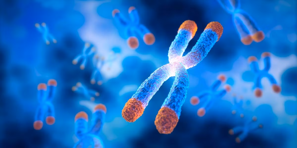 Chiều dài telomere có thể dự đoán tuổi thọ con người, telomere dài hơn giúp sống lâu hơn.