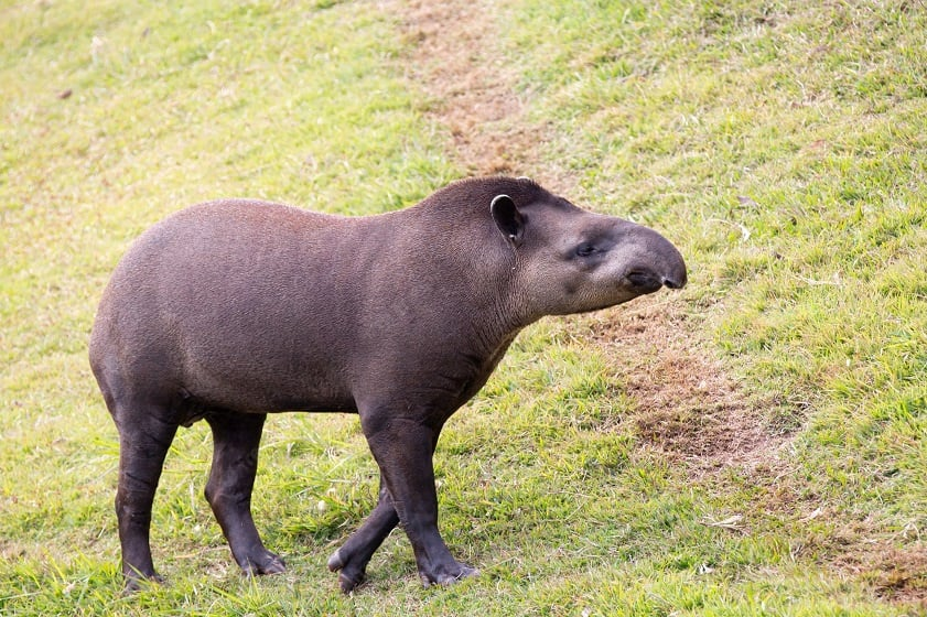 Phát hiện hài cốt heo vòi trong lăng mộ hoàng đế nhà Hán không chỉ là một khám phá khảo cổ quan trọng mà còn là lời nhắc nhở về tầm quan trọng của việc bảo vệ các loài động vật quý hiếm.