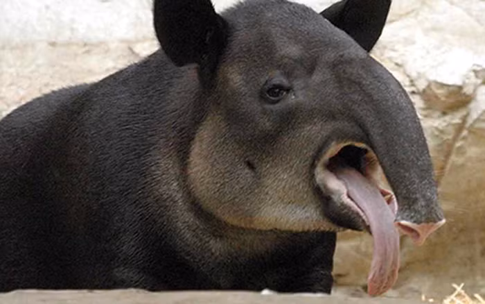 Heo vòi có cơ thể giống heo, tai giống ngựa, chân sau giống tê giác và mũi giống voi, lông của chúng có màu giống gấu trúc khổng lồ.