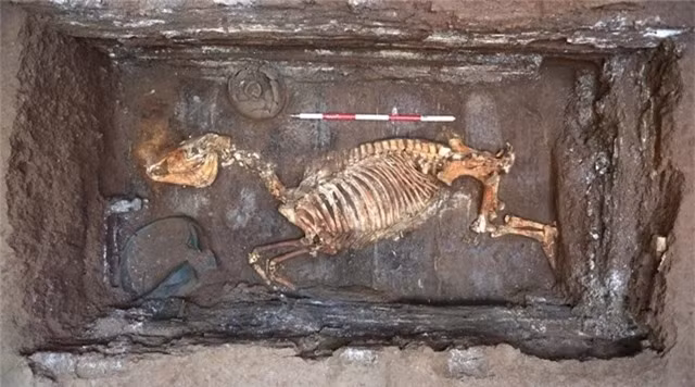 Trong quá trình khai quật lăng mộ hoàng đế nhà Hán vào năm 2017, các nhà khảo cổ học đã phát hiện bộ hài cốt của một loài sinh vật quý hiếm, gây chấn động giới khoa học.