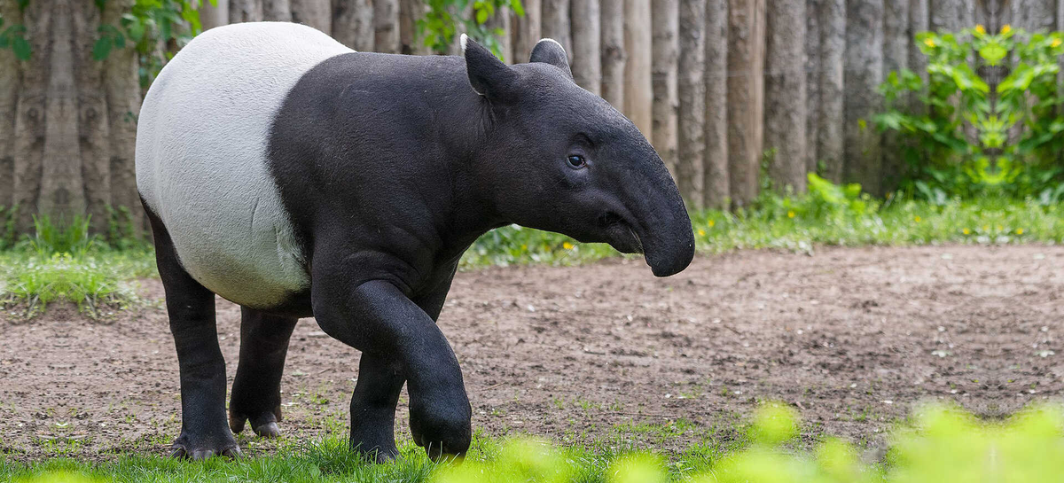 Ngày nay, heo vòi vẫn còn tồn tại nhưng với số lượng rất ít và được xếp hạng nguy cấp trong Sách Đỏ.