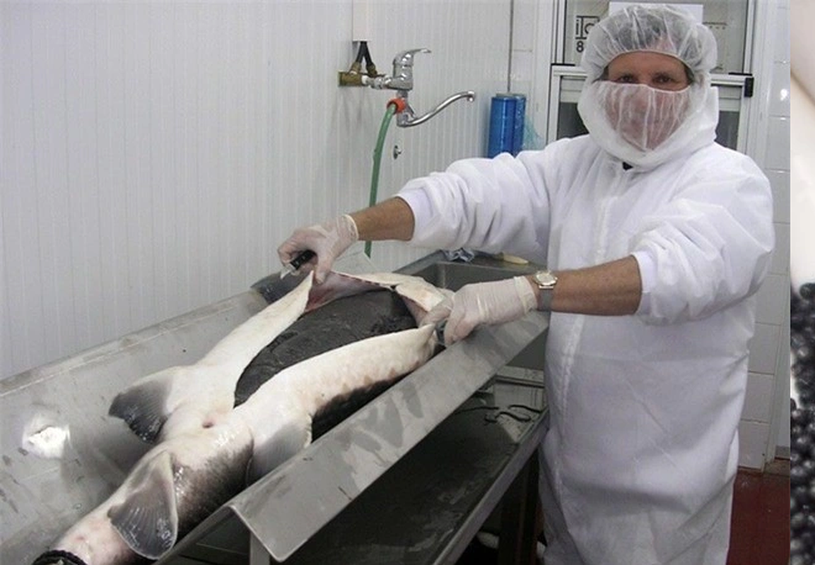 Hiện nay, 1kg trứng cá tầm trên thị trường có giá dao động từ 180-300 triệu đồng/kg, riêng loại cá tầm trắng được xếp vào dạng đặc sản “hiếm có, khó tìm” với giá lên tới 1,8 tỷ đồng/kg.