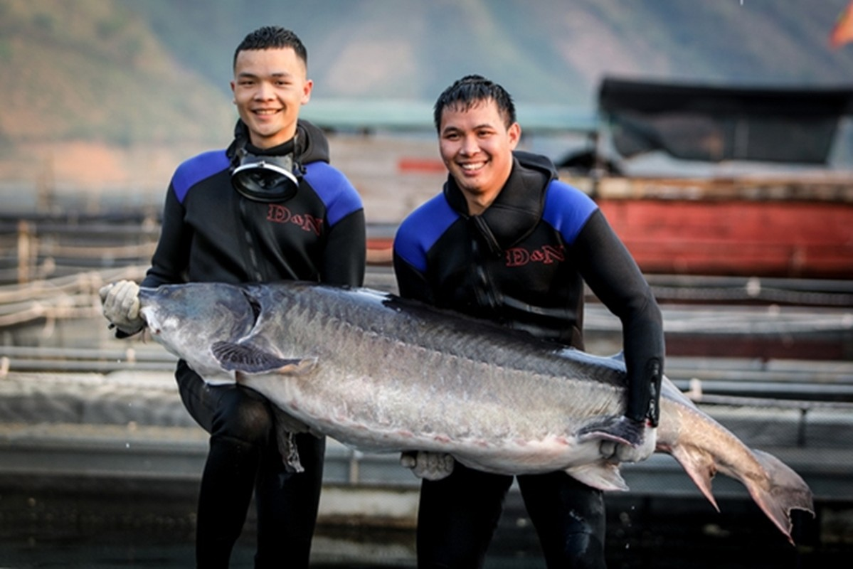 Để cho ra một lứa cá tầm mới phải mất 20 năm. Vì thế, nếu không có biện pháp bảo vệ và phát triển, số lượng cá tầm sẽ bị đe dọa.