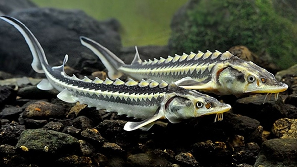 Cá tầm có mặt vào khoảng đầu kỷ Jura, cùng thời với khủng long, có tên khoa học là Acipenser, gồm 21 loài. Khủng long hiện không còn, nhưng cá tầm thì vẫn còn lại nhiều nơi trên Trái Đất này.