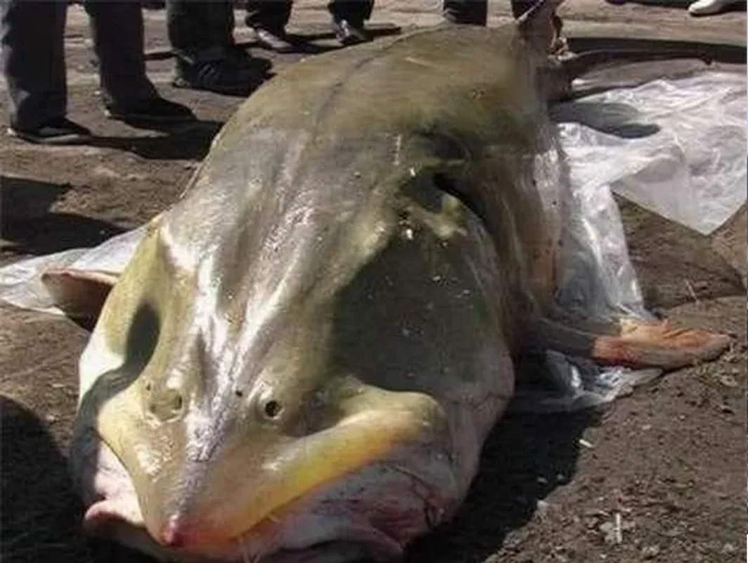 Sụn cá tầm còn chứa collagen, omega-3, omega-6… Thế nên, cá tầm từ lâu đã là loại thức ăn bổ dưỡng, chế biến được thành nhiều món ăn ngon, bổ, được nhiều người ưa thích.