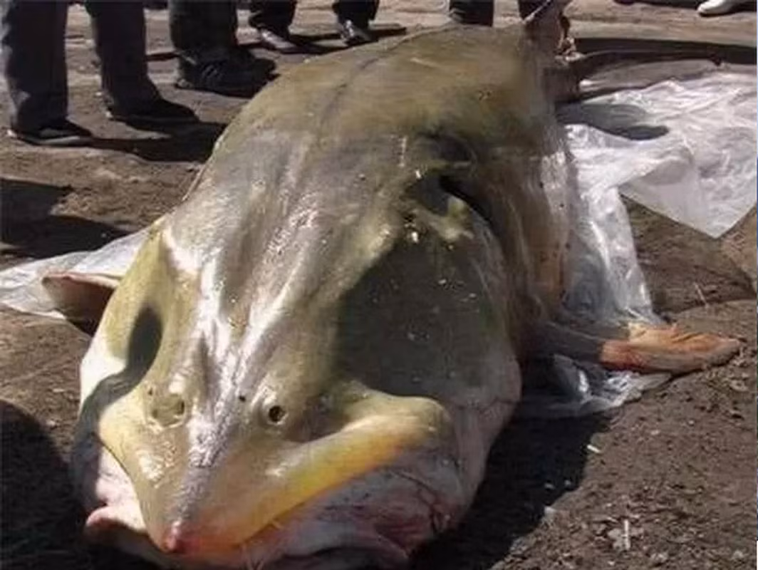 Sụn cá tầm còn chứa collagen, omega-3, omega-6… Thế nên, cá tầm từ lâu đã là loại thức ăn bổ dưỡng, chế biến được thành nhiều món ăn ngon, bổ, được nhiều người ưa thích.