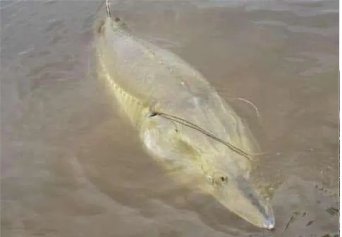 Tuy nhiên, do săn bắt quá lớn, cá tầm đã từng có giai đoạn bị tuyệt chủng.