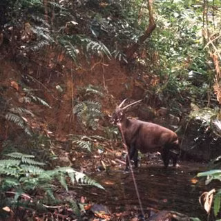 Sao la dài khoảng 1,3 đến 1,5 mét, cao 90 cm và có trọng lượng khoảng 100 kg. Da của Sao la màu nâu sẫm, trên mỗi móng có một đốm trắng. Sừng Sao la dài và mảnh dẻ, hướng thẳng về phía sau và có thể dài đến 51 cm. (Ảnh: ResearchGate)
