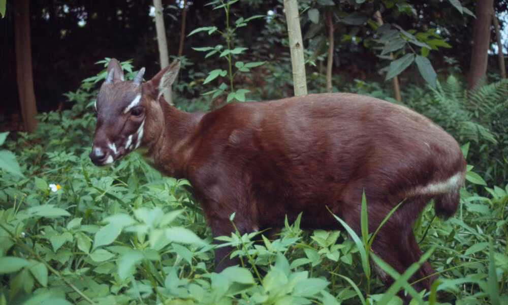 Sau hai năm tìm kiếm, dự án "Giải cứu Sao la khỏi bờ vực tuyệt chủng" do Liên minh Châu Âu (EU) tài trợ thông qua tổ chức Re:wild vẫn chưa ghi nhận được hình ảnh của loài Sao la - một trong những loài thú quý hiếm và bí ẩn nhất thế giới. (Ảnh: World Wildlife Fund)