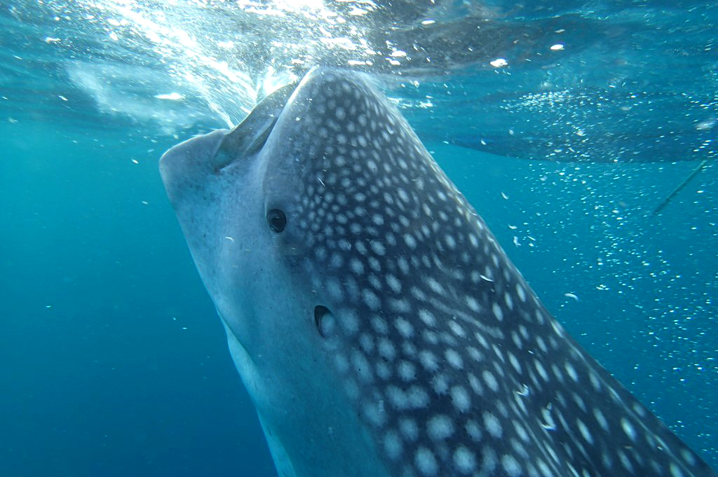 Cá mập voi có tuổi thọ trung bình khoảng 70 năm. (Ảnh: Fishes of Australia)