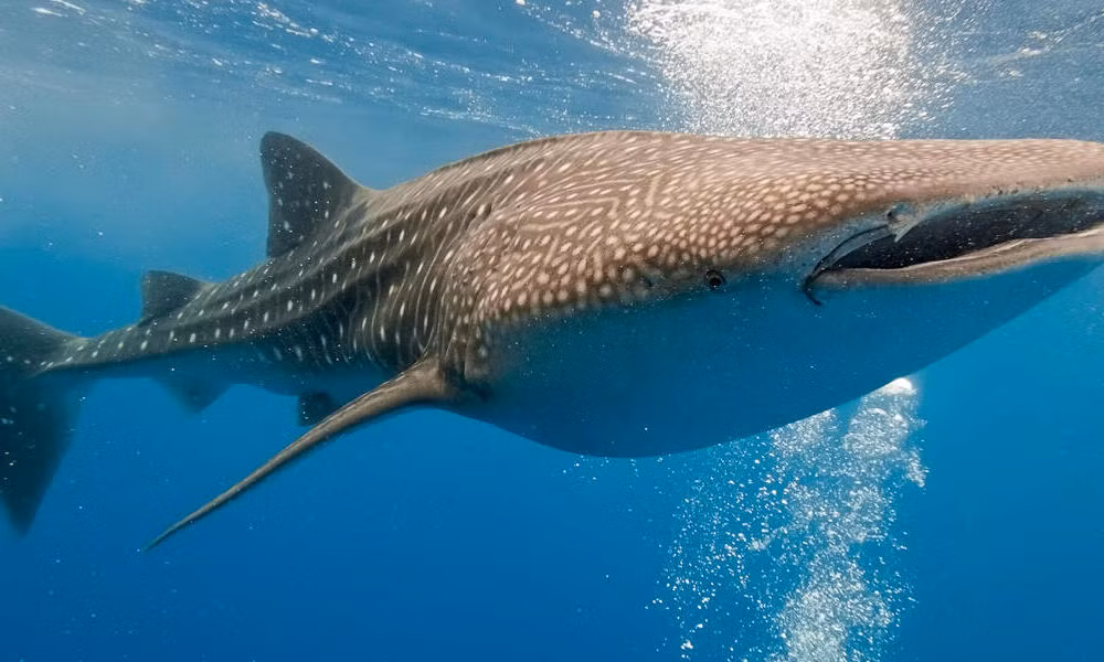 Lưng và hai bên của cá mập voi có màu xám xanh với các chấm và sọc trắng, tạo nên một hoa văn độc đáo. Đầu của cá mập voi rộng và dẹt, miệng có thể mở rộng tới 1,5 mét với khoảng 300 hàng răng nhỏ. Vây lưng của cá mập voi nhỏ so với cơ thể, trong khi vây đuôi lớn hơn và có hình lưỡi liềm. (Ảnh: World Wildlife Fund)