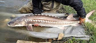 Sụn cá tầm còn chứa collagen, omega-3, omega-6… Thế nên, cá tầm từ lâu đã là loại thức ăn bổ dưỡng, chế biến được thành nhiều món ăn ngon, bổ, được nhiều người ưa thích. (Ảnh: Nonindigenous Aquatic Species)