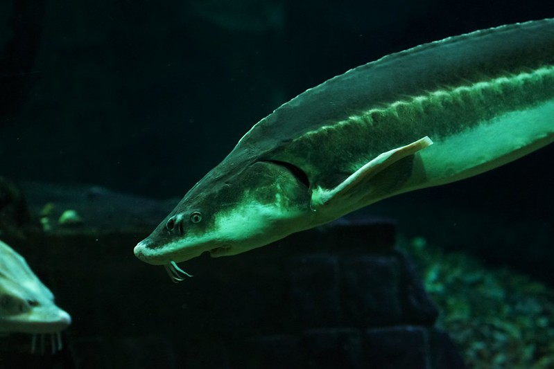 Nguyên nhân của việc săn bắt quá mức không chỉ nằm ở việc thịt cá tầm thơm ngon, mà đặc biệt ở trứng của nó. Trứng cá tầm được ví như "vàng đen" vì độ quý và đắt đỏ.(Ảnh: Fishipedia)