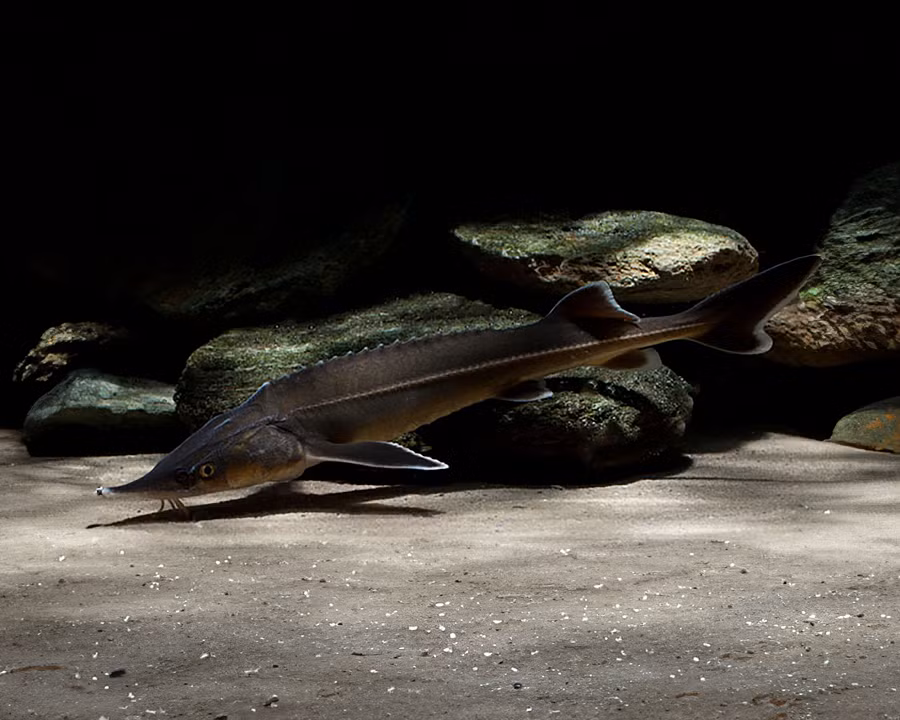 Một con cá có 3kg trứng, có thể đáp ứng bữa tiệc cho khoảng hơn 100 khách, đó là chưa kể những món ăn khác. Cơn sốt trứng cá tầm đã đưa loài vật này đến bờ tuyệt chủng. (Ảnh: Garnelio)