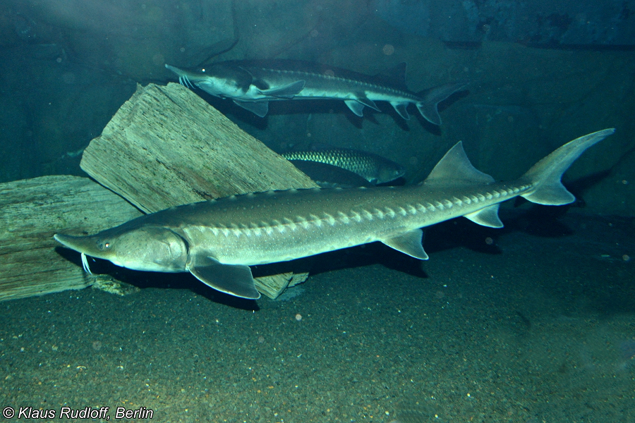 Cá tầm rất khó nuôi. Ở Việt Nam hiện nay chỉ có 2 nơi đáp ứng được điều kiện để nuôi loại cá đắt đỏ này là Sapa và Lâm Đồng. (Ảnh: BioLib.cz)