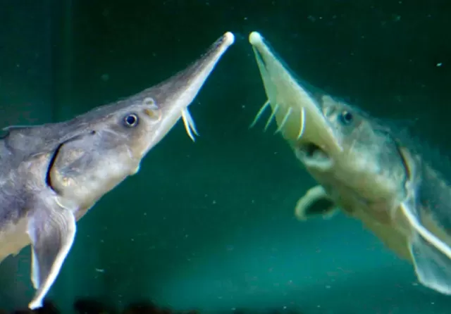 Để cho ra một lứa cá tầm mới phải mất hàng chục năm. Vì thế, nếu không có biện pháp bảo vệ và phát triển, số lượng cá tầm sẽ bị đe dọa. (Ảnh: Jawa Pos)