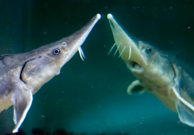 Để cho ra một lứa cá tầm mới phải mất hàng chục năm. Vì thế, nếu không có biện pháp bảo vệ và phát triển, số lượng cá tầm sẽ bị đe dọa. (Ảnh: Jawa Pos)