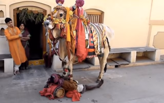 Phong tục này chỉ mang ý nghĩa nghi lễ tâm linh và không gán ghép cuộc hôn nhân thực sự giữa người và động vật. (Ảnh: soranews24)