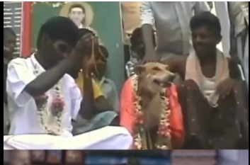 Một số trường hợp cụ thể bao gồm một chàng trai tổ chức đám cưới với bò để phá bỏ lời nguyền sẽ chết trước 20 tuổi. (Ảnh: faceofmalawi)