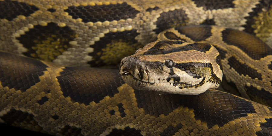 Trăn Miến Điện có khả năng bơi lội xuất sắc và cần một nguồn nước lâu dài để sinh sống. Chúng cũng là những nhà leo núi giỏi với đuôi có thể quấn được. (Ảnh: National Geographic)