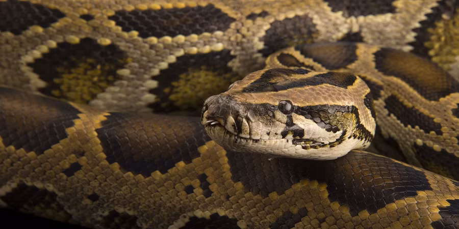 Trăn Miến Điện có khả năng bơi lội xuất sắc và cần một nguồn nước lâu dài để sinh sống. Chúng cũng là những nhà leo núi giỏi với đuôi có thể quấn được. (Ảnh: National Geographic)