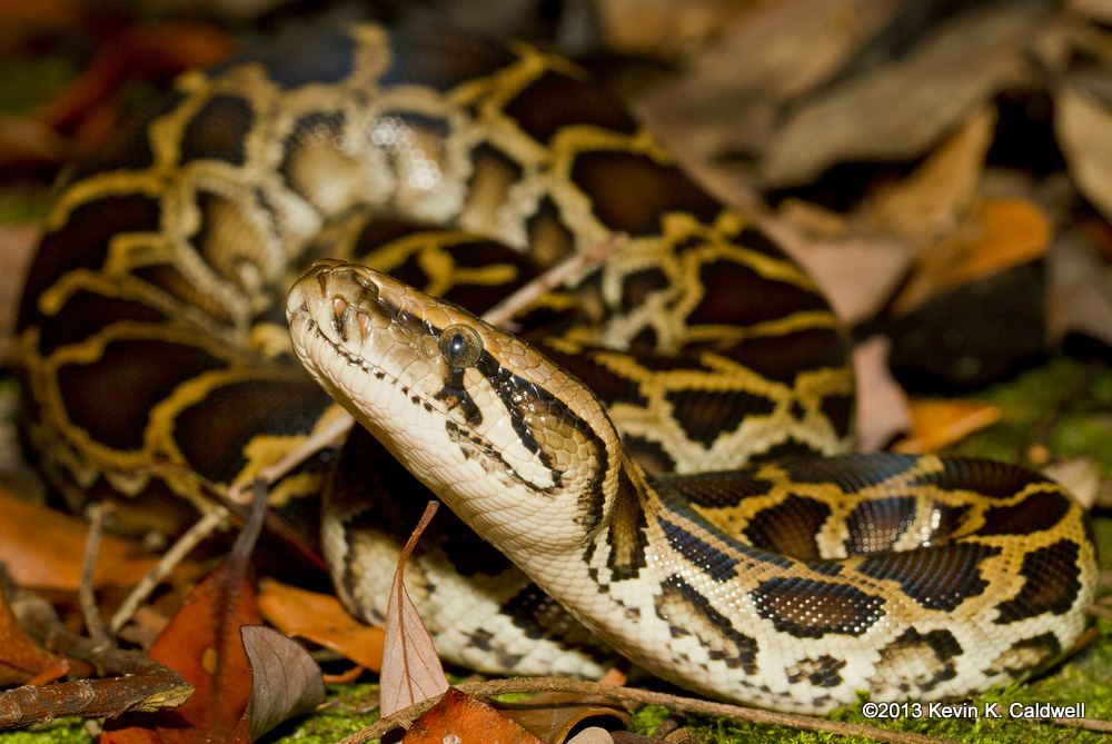 Da của Trăn Miến Điện được sử dụng để làm túi xách, ví da và các sản phẩm thời trang khác. Tuy nhiên, việc buôn bán này cũng góp phần vào sự suy giảm số lượng của chúng trong tự nhiên. (Ảnh: Reptiles and Amphibians of Thailand)