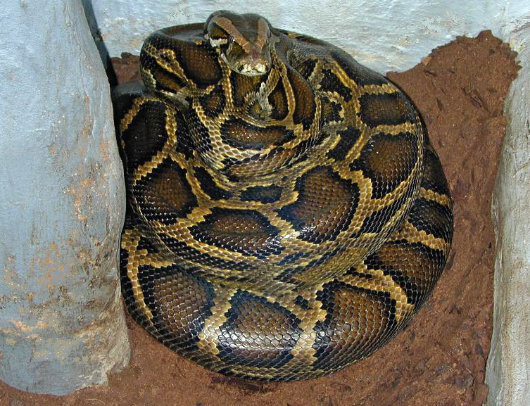 Trăn Miến Điện (Python bivittatus) là một trong những loài rắn lớn nhất thế giới. Chúng có thể đạt chiều dài lên đến 6,5 mét và nặng từ 90 đến 190 kg. (Ảnh: Wikipedia)