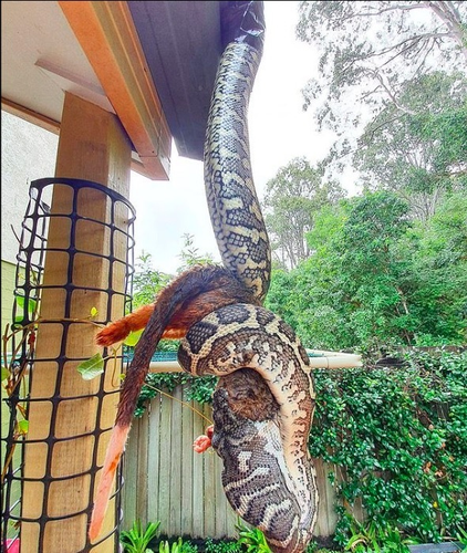 Tại Australia, việc bắt gặp rắn hoặc trăn trong môi trường tự nhiên không hiếm, nhiều chuyên gia như Stuart McKenzie thường nhận cuộc gọi để bắt rắn và trăn rời khỏi những nơi không phải môi trường tự nhiên của chúng.