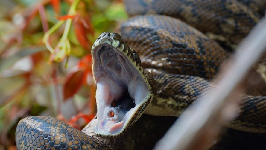 Trăn kim cương, loài trăn lớn nhất ở Australia, thường dài khoảng 5 mét, nhưng có con từng được ghi nhận dài đến 8 mét.