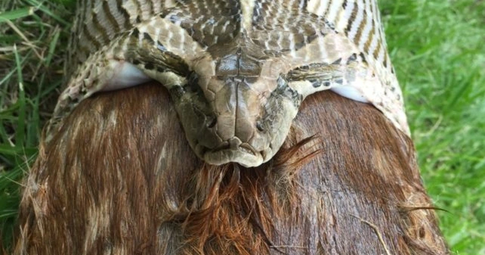 McKenzie cũng đã chứng kiến một trăn nuốt gần hết một con chồn túi trưởng thành tại một ngôi nhà ở Mooloolaba, Queensland.