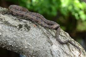 Loài rắn này sống ở các môi trường nước như suối, đầm lầy và các khu vực ẩm ướt khác. Rắn nước nâu thường được tìm thấy ở độ cao từ 500 feet so với mực nước biển. (Ảnh: Reptiles of North Carolina)