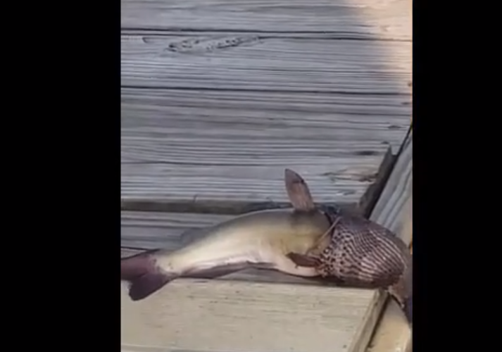 Trong một trường hợp tương tự, hai vợ chồng đi dạo gần bến tàu ở Chocowinity, North Carolina, Mỹ, đã bất ngờ chứng kiến một con rắn nâu đang cố gắng nuốt chửng một con cá trê. Họ quay lại cảnh tượng quái thú săn mồi rùng rợn này và chia sẻ trên Facebook. Con rắn này thuộc loài rắn nước nâu, không độc, chúng thường săn mồi bằng mùi hương thay vì theo dõi chuyển động bằng mắt. (Ảnh cắt từ clip)