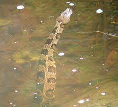 Rắn sử dụng cấu trúc hàm đặc biệt để mở miệng rộng hết mức, giúp chúng săn con mồi lớn hơn nhiều so với kích thước bản thân. Sau khi nuốt trọn con mồi, rắn đẩy con mồi dọc theo đường tiêu hóa, nơi các chất dịch dạ dày phân hủy các mô. (Ảnh: Reptiles of North Carolina)