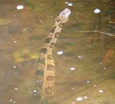 Rắn sử dụng cấu trúc hàm đặc biệt để mở miệng rộng hết mức, giúp chúng săn con mồi lớn hơn nhiều so với kích thước bản thân. Sau khi nuốt trọn con mồi, rắn đẩy con mồi dọc theo đường tiêu hóa, nơi các chất dịch dạ dày phân hủy các mô. (Ảnh: Reptiles of North Carolina)