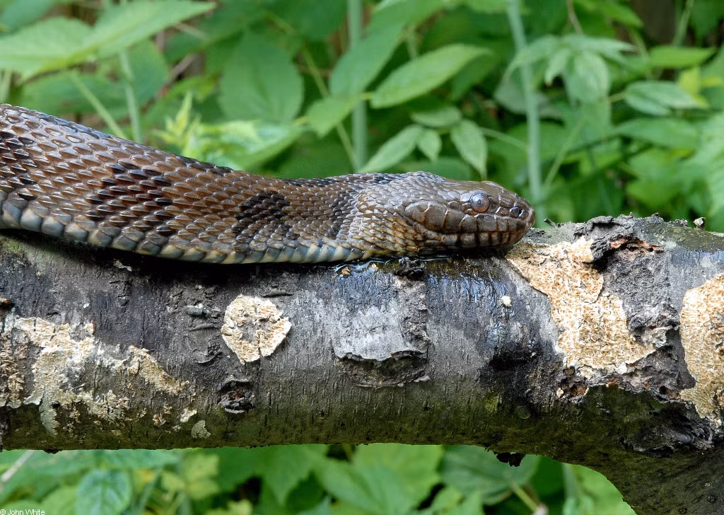 Rắn nước nâu không có nọc độc và thường cố gắng trốn thoát khi bị con người tiếp cận. Tuy nhiên, nếu bị dồn vào đường cùng, chúng có thể trở nên hung dữ và cố gắng tấn công. (Ảnh: Virginia Herpetological Society)