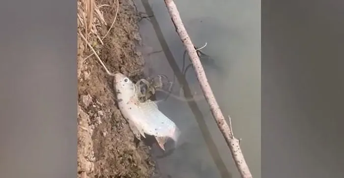 Cảnh tượng được ghi lại cho thấy con " quái thú" ngoạm chặt con cá trong miệng và cố gắng trườn lên bờ. Khi thấy người đàn ông đến gần, con rắn nằm im dưới nước. Người chứng kiến, Panat Yuyen, cho rằng con rắn có thể muốn nghỉ ngơi trước khi thưởng thức bữa ăn lớn của mình. (Ảnh cắt từ clip)