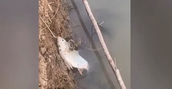 Cảnh tượng được ghi lại cho thấy con " quái thú" ngoạm chặt con cá trong miệng và cố gắng trườn lên bờ. Khi thấy người đàn ông đến gần, con rắn nằm im dưới nước. Người chứng kiến, Panat Yuyen, cho rằng con rắn có thể muốn nghỉ ngơi trước khi thưởng thức bữa ăn lớn của mình. (Ảnh cắt từ clip)