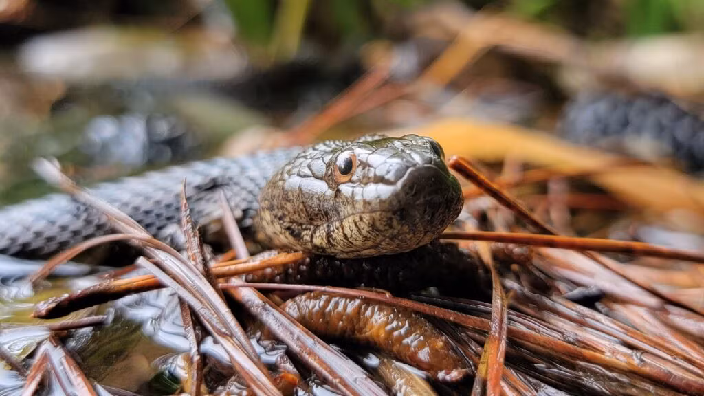 Chúng thích ăn cá trê, một loài cá có gai có thể đâm vào rắn khi chúng cố nuốt mồi. Tuy nhiên, những vết thương này không ảnh hưởng nhiều đến rắn nước nâu, vì chúng có khả năng tự chữa lành những vết thương này.(Ảnh: SREL herpetology)