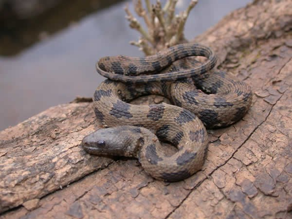 Rắn nước nâu thường có chiều dài từ 3,5 đến 5 feet và là loài đặc hữu ở vùng tây nam nước Mỹ. (Ảnh: Fresh Marine)