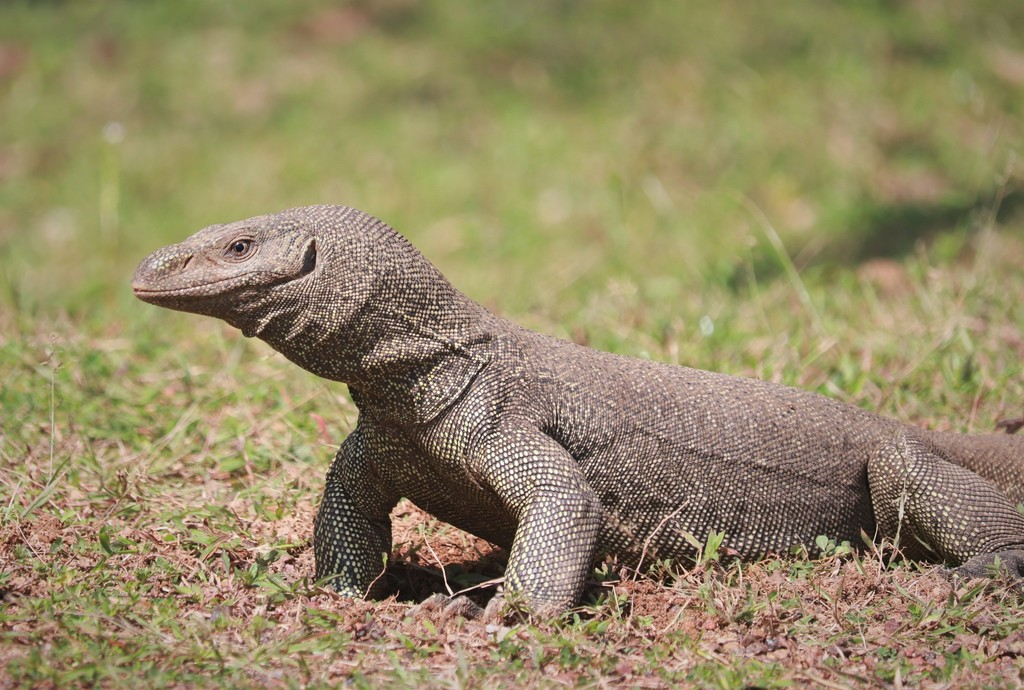 Kỳ đà hoa trở nên hung dữ khi cảm thấy bị đe dọa. Vết cắn của loài động vật này có chứa nọc độc nhẹ, đôi khi mang vi khuẩn gây hại. Do vậy, nếu bị kỳ đà hoa cắn thì người dân cần phải tới cơ sở y tế gần nhất để kiểm tra, kịp thời chữa trị nếu cần thiết. (Ảnh: inaturalist)