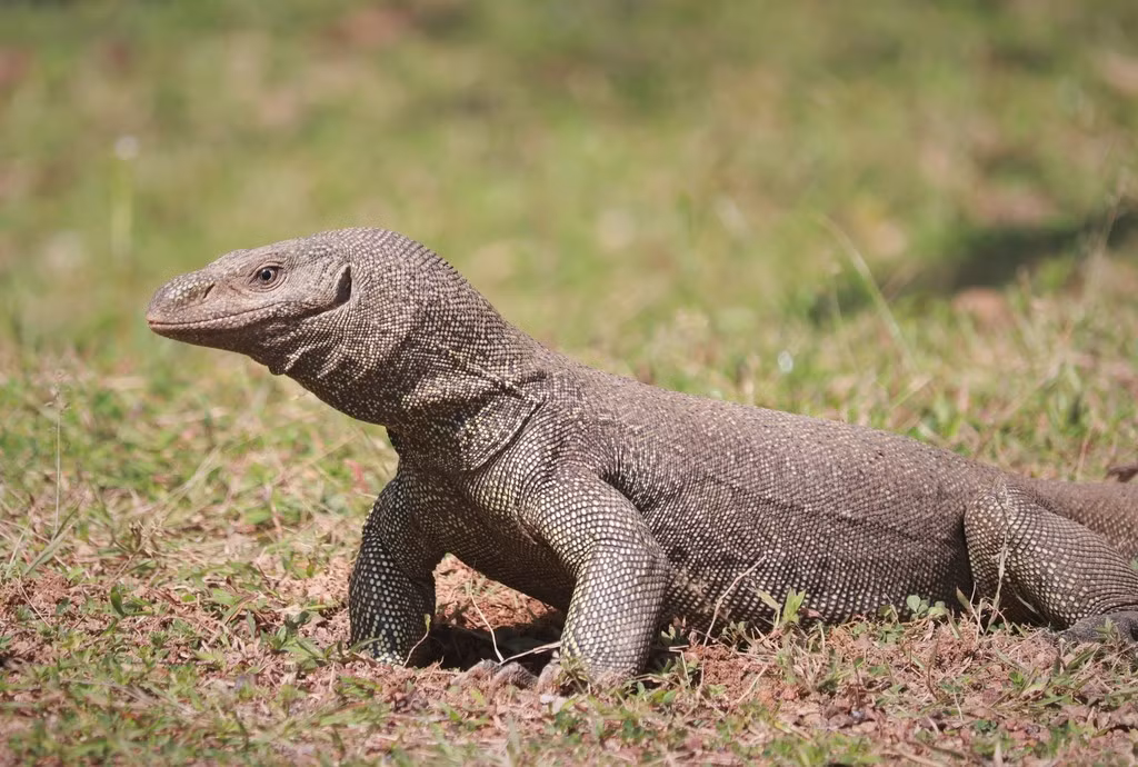 Kỳ đà hoa trở nên hung dữ khi cảm thấy bị đe dọa. Vết cắn của loài động vật này có chứa nọc độc nhẹ, đôi khi mang vi khuẩn gây hại. Do vậy, nếu bị kỳ đà hoa cắn thì người dân cần phải tới cơ sở y tế gần nhất để kiểm tra, kịp thời chữa trị nếu cần thiết. (Ảnh: inaturalist)