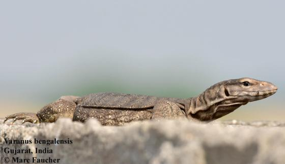 Thức ăn chủ yếu của kỳ đà hoa gồm: cá, rắn, ếch nhái và thức ăn thừa của con người. (Ảnh: The Reptile Database)