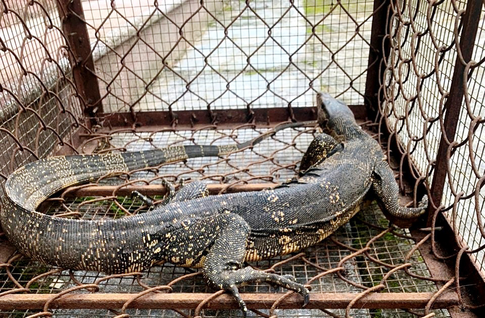 Trước đó, ngày 16/7, gia đình chị Kim Thị Huyền phát hiện cá thể này tại vườn nhà, bắt giữ và trình báo cho Hạt Kiểm lâm. Cá thể kỳ đà hoa này thuộc nhóm động vật hoang dã nguy cấp, quý hiếm. (Ảnh: Báo Lai Châu)