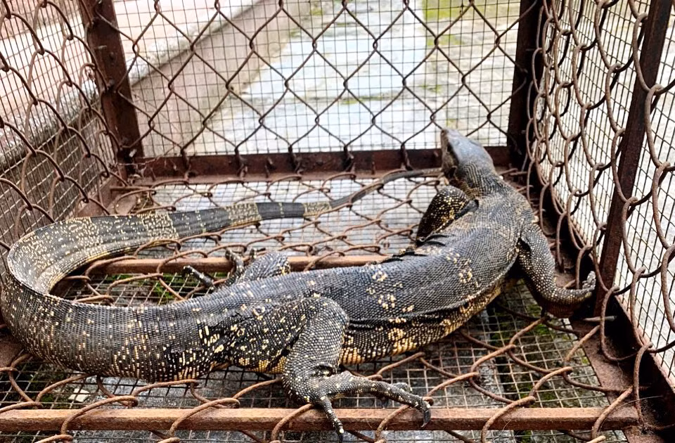 Trước đó, ngày 16/7, gia đình chị Kim Thị Huyền phát hiện cá thể này tại vườn nhà, bắt giữ và trình báo cho Hạt Kiểm lâm. Cá thể kỳ đà hoa này thuộc nhóm động vật hoang dã nguy cấp, quý hiếm. (Ảnh: Báo Lai Châu)