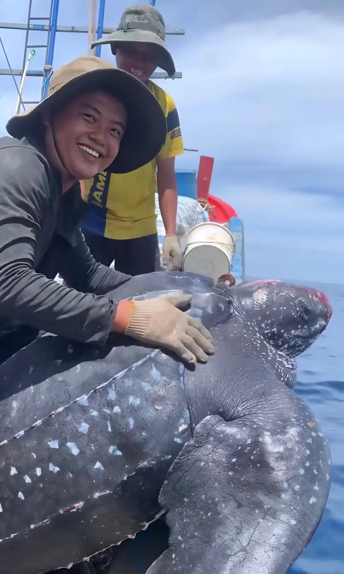 Nhận biết đây là loài động vật quý hiếm cần được bảo vệ, họ đã thả rùa về biển. Sự việc xảy ra vào chiều ngày 18/7, khi tàu cá mang số hiệu QNa-90179 do ngư dân Võ Công Hậu làm thuyền trưởng hoạt động cách bờ biển 10 hải lý. Đây là lần thứ hai tàu của họ gặp rùa mắc lưới và thả về biển, do được tuyên truyền về bảo vệ rùa biển. (Ảnh: Công an TP. Đà Nẵng)