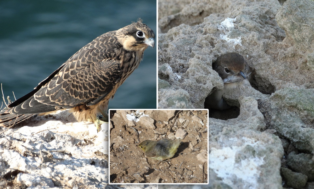 Ngư dân địa phương đã biết đến hành vi này, nhưng nó chỉ được các nhà điểu học miêu tả lần đầu vào năm 2015 sau cuộc điều tra của chuyên gia Abdeljebbar Qninba và đồng nghiệp. (Ảnh: Daily Mail)