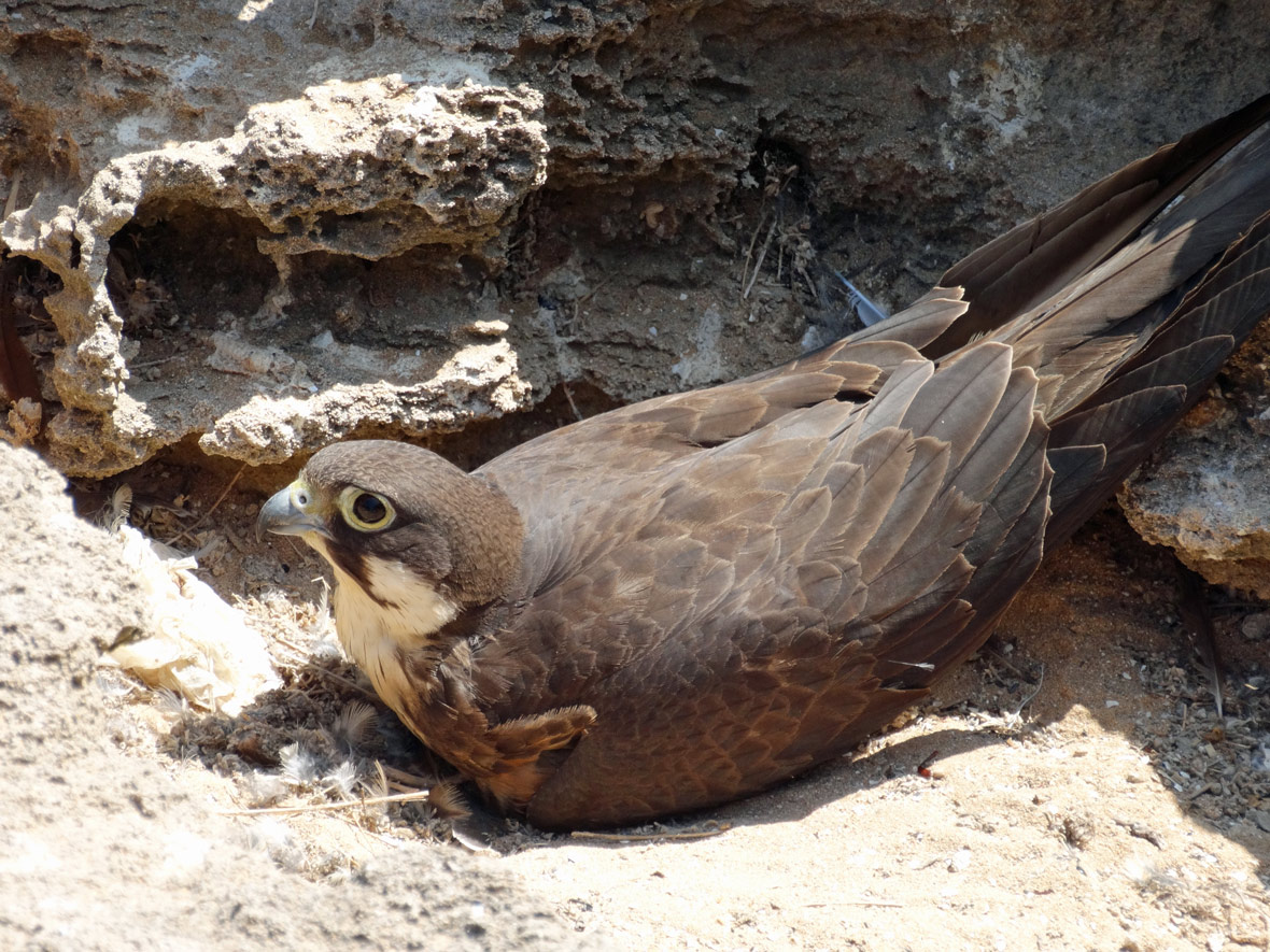 Chim cắt Eleonora ăn thịt chim trong thời kỳ làm tổ từ tháng 7 - 10, săn những con chim di cư mệt mỏi do bay đường dài, tóm gọn con mồi ngay giữa chuyến bay để chuẩn bị cho cuộc di cư đến Madagascar. (Ảnh: Earth Touch News)